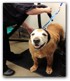 Happy Hoodie for force drying dogs in the grooming salon