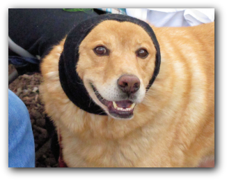 Happy Hoodie for dog anxiety